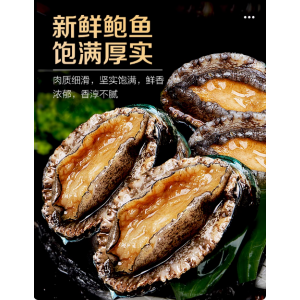 新鲜鲍鱼鲜活超大海鲜水产生鲜活特大加热即食干小鲍鱼捞汁饭批发